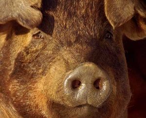 duroc_breed_face