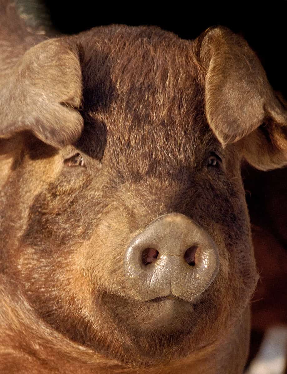 a pig